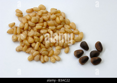 Pin, cèdre de Sibérie (Cedrus sibirica, Pinus sibirica), graines pelées et non pelées, les noix de pin, studio photo Banque D'Images