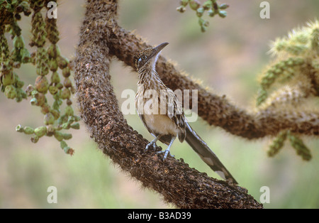 Plus de Roadrunner - sitting on branch / Geococcyx californianus Banque D'Images