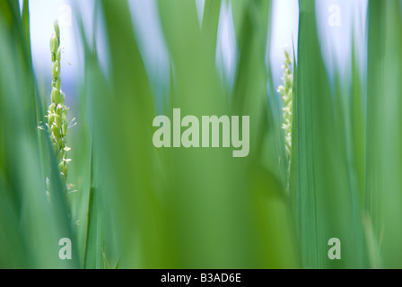 La maturation du riz riz vert entre les feuilles dans une rizière à Okaya La préfecture de Nagano au Japon le 31 juillet 2008 Banque D'Images