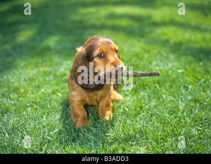 Teckel à poil long. Chiot avec bâton dans le museau assis dans l'herbe Banque D'Images