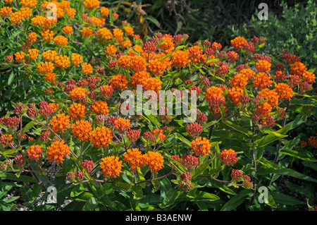 L'asclépiade tubéreuse, asclépiade tubéreuse, asclépiade (Asclepias tuberosa) Banque D'Images