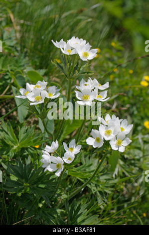 Anémone à fleurs de Narcisse (Anemone narcissiflora), la floraison Banque D'Images