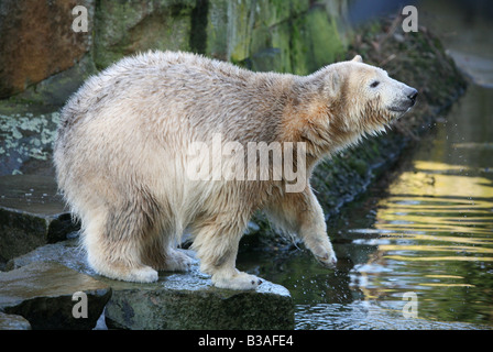 Knut l'ours polaire (Ursus maritimus) cub bénéficiant dans son enclos au zoo de Berlin, Allemagne Banque D'Images