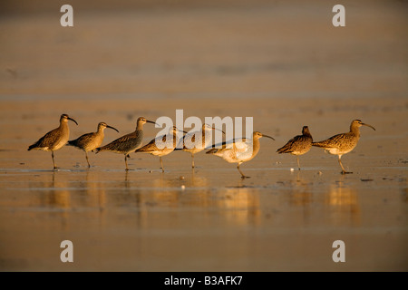 Courlis corlieu - Numenius phaeopus - Courlis se percher sur une plage de sable, à une lumière chaude Banque D'Images