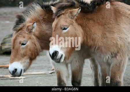 Deux chevaux de Przewalski (Equus ferus przewalskii) au zoo de Berlin, Allemagne Banque D'Images