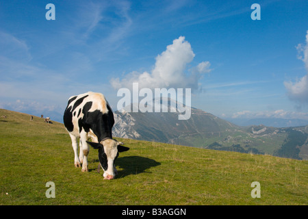 Le pâturage des vaches sur terrain au sommet du Monte Baldo, au-dessus du lac de Garda, Italie Banque D'Images