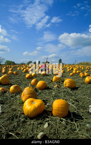 Woman picking pumpkins at pumpkin farm Michigan USA Banque D'Images