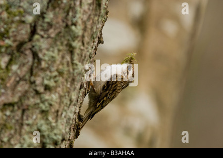 Certhia familiaris - Tree climbing tree creeper transportant des matériaux de nidification, UK Banque D'Images