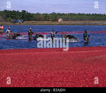 Desserrant LES TRAVAILLEURS DE L'USINE DE CANNEBERGES mûrs avec de l'EAU OU DU TAMBOUR Egg Beaters / NEW JERSEY Banque D'Images