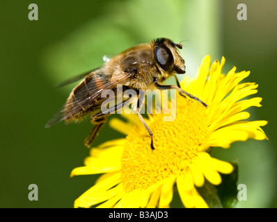 Eristalis tenax (fly drone) close up Banque D'Images