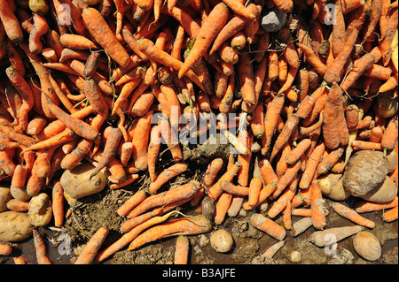 Un tas de carottes et de pommes de terre mélangés à perdre dans la boue. Banque D'Images