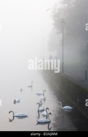 Un misty dawn atmosphériques avec des cygnes et autres oiseaux sur l'étang de Pembroke au Pays de Galles, Royaume-Uni Banque D'Images