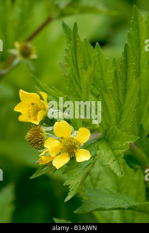 Wood Avens Geum urbanum, Pays de Galles, Royaume-Uni. Banque D'Images