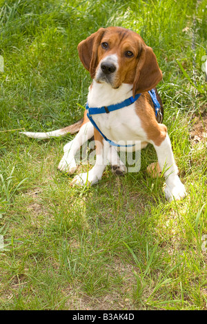 Un jeune chiot beagle drôle de séance Banque D'Images