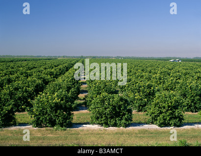 ORANGES DE FLORIDE VALENCIAS ORANGE GROVE Banque D'Images