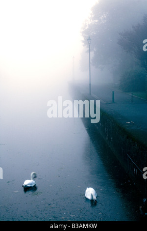 Un misty dawn atmosphériques avec des cygnes et autres oiseaux sur l'étang de Pembroke au Pays de Galles, Royaume-Uni Banque D'Images