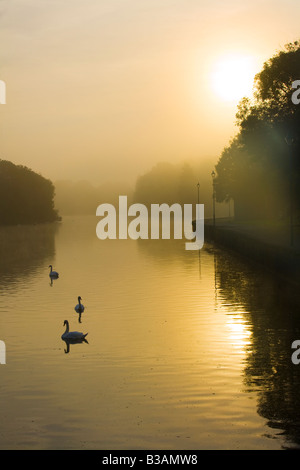 Un misty dawn atmosphériques avec des cygnes et autres oiseaux sur l'étang de Pembroke au Pays de Galles, Royaume-Uni Banque D'Images