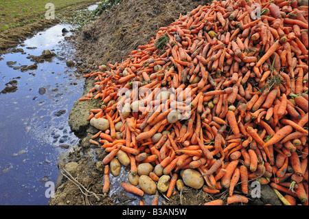 Un tas de carottes avec quelques pommes de terre mélangés en déversant dans une flaque d'eau polluée Banque D'Images