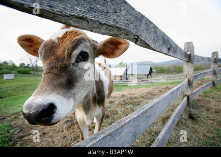 Boîtier clôture la vache laitière Banque D'Images