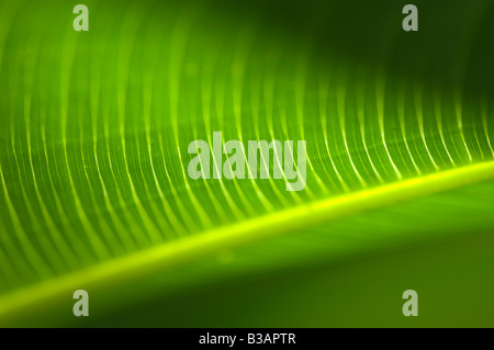 Leaf close up montrant veins Banque D'Images