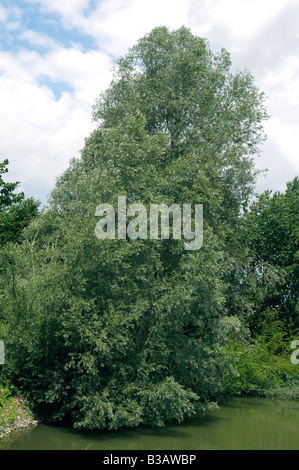 Le saule blanc (Salix alba), arbre en été Banque D'Images