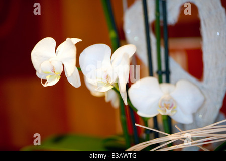 Orchidee, Orchidée Banque D'Images