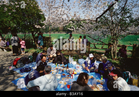 Tokyo Japon Hanami à Ueno Park les habitants participent en grand nombre d'admirer les cerisiers en fleurs au printemps Banque D'Images