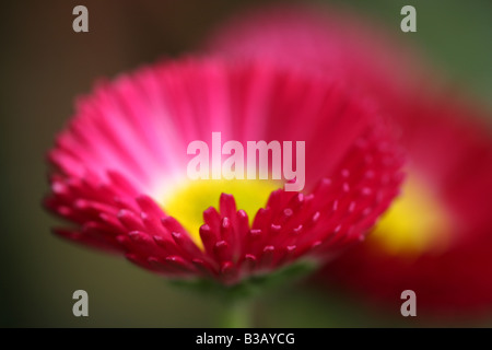 Bellis perennis, daisy rose Banque D'Images