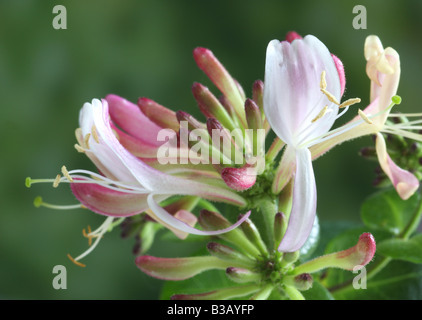 Le chèvrefeuille, Lonicera periclymenum, fleurs Banque D'Images