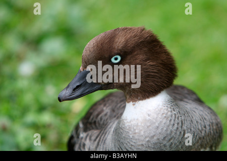 Des Garrots d'Islande, Bucephala islandica, Close up of head Banque D'Images