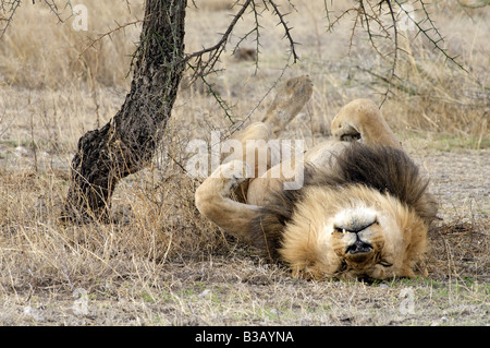 Lion mâle de dormir sur le dos les lions passent généralement 20-21 heures par jour de repos, Panthera leo, à Ndutu Ngorongoro, en Tanzanie Banque D'Images