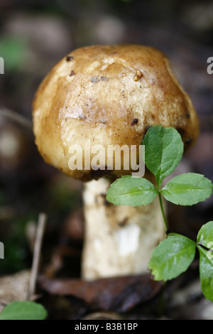 Les jeunes Deathcap, Amanita phalloides Banque D'Images