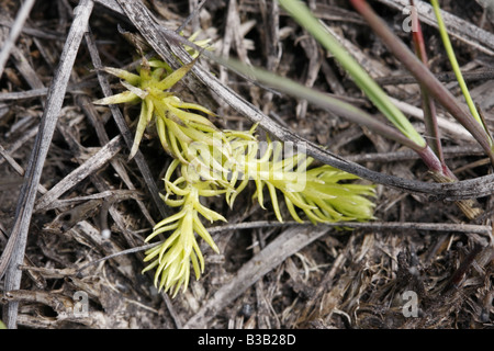 Lycopodiella inundata Marsh Clubmoss, Banque D'Images