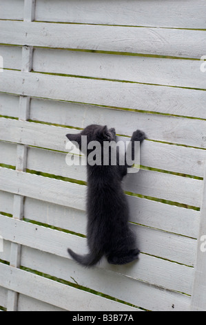 Chat bleu russe - chaton sur le mur en bois Banque D'Images