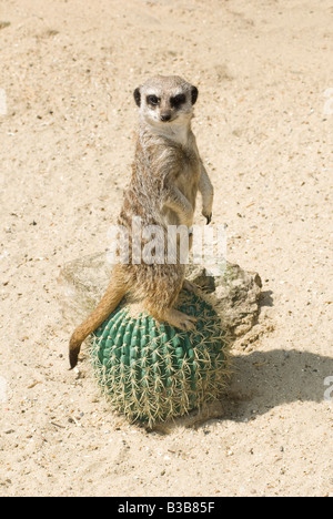 Meerkat suricate Suricata suricatta debout sur un cactus Banque D'Images