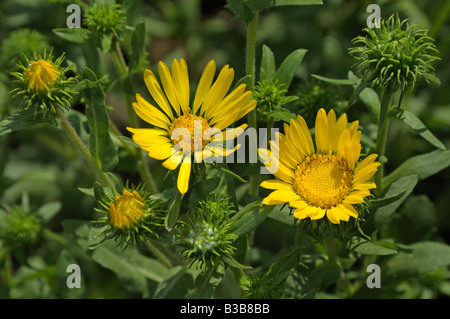 Grande Vallée Gumweed, Grande Vallée (Gumplant Grindelia camporum, Grindelia robusta) floraison Banque D'Images