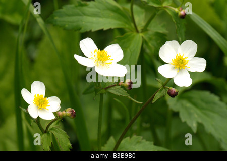 Large White (Ranunculus platanifolius floraison) Banque D'Images