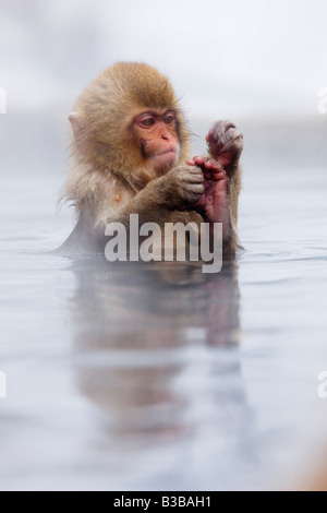 Jeune Macaque japonais jouant avec son pied en Jigokudani Onsen, Nagano, Japon Banque D'Images