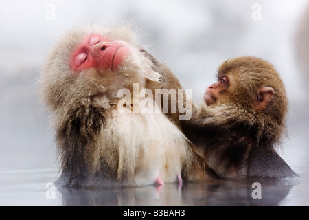 Macaques japonais le toilettage, Jigokudani Onsen, Nagano, Japon Banque D'Images