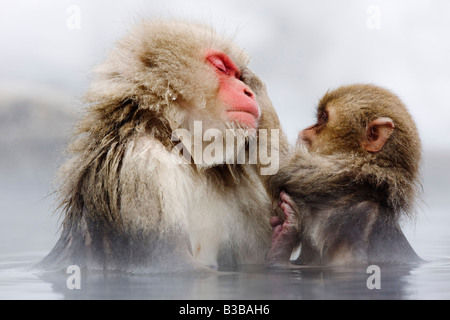 Macaques japonais le toilettage, Jigokudani Onsen, Nagano, Japon Banque D'Images