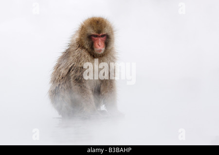 Portrait de Macaque japonais, Jigokudani Onsen, Nagano, Japon Banque D'Images