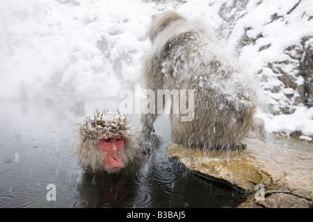 Macaques japonais à Jigokudani Onsen, Nagano, Japon Banque D'Images