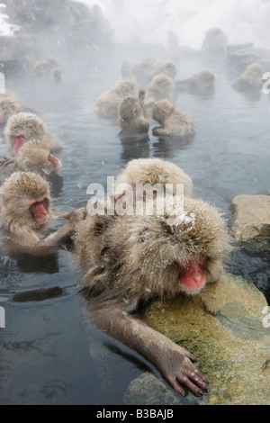 Macaques japonais à Jigokudani Onsen, Nagano, Japon Banque D'Images