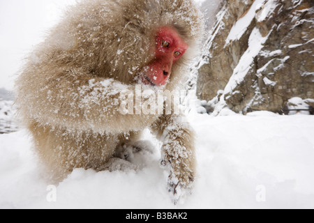 Macaque japonais en quête de nourriture, Jigokudani Onsen, Nagano, Japon Banque D'Images