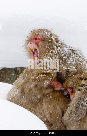 Le bâillement Macaque japonais en caucus, Jigokudani Onsen, Nagano, Japon Banque D'Images