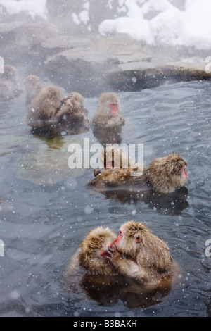 Macaques japonais à Jigokudani Onsen, Nagano, Japon Banque D'Images