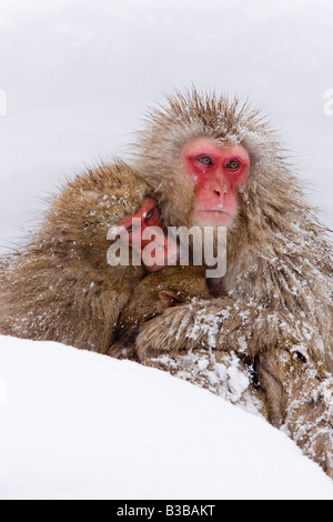 Macaques japonais, Jigokudani Onsen, Nagano, Japon Banque D'Images