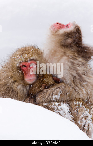 Macaques japonais, Jigokudani Onsen, Nagano, Japon Banque D'Images