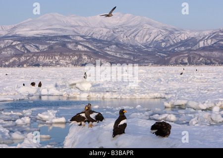 Les Aigles de mer de Steller sur Banquise, Canal de Nemuro, Péninsule de Shiretoko, Hokkaido, Japon Banque D'Images