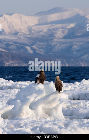 L'aigle de mer de Steller et Blanc- queue blanche sur la banquise, Canal de Nemuro, Péninsule de Shiretoko, Hokkaido, Japon Banque D'Images